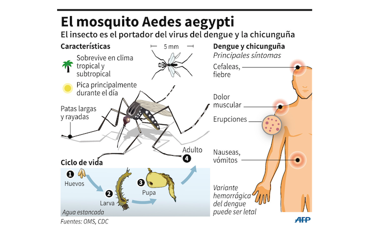 dengue 1.png